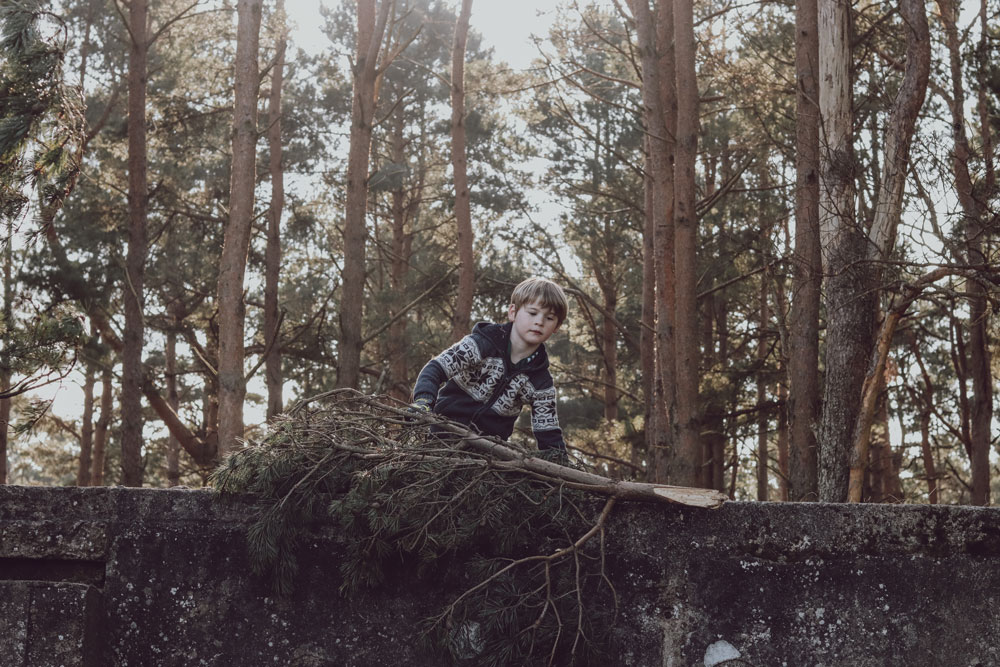 A young boy dressed in a fair isle jumper is climbing over a large tree trunk which has fallen in woodland.